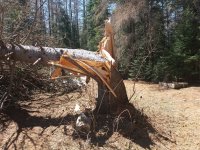 TREE 002.jpg