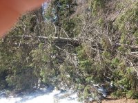 TREE 003.jpg