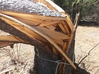 TREE 004.jpg