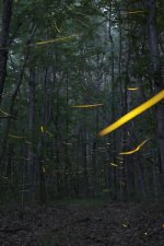 1-Campus fireflies.jpg