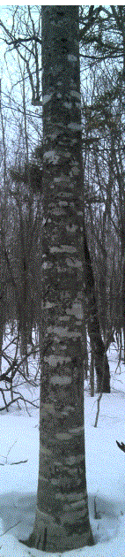 Beech3.GIF