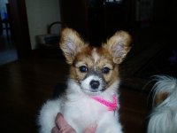 860287-Nikki10wks.JPG