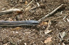 872167-2006 - Snake At Farm 02a_resize.JPG