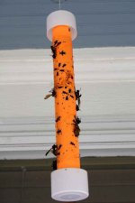 872361-wasp trap.jpg