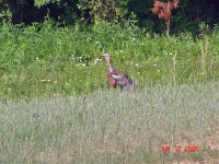 DSC00007A.jpg