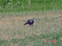 DSC00009A.jpg