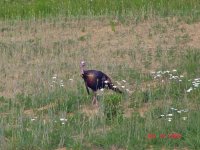 DSC000010A.jpg