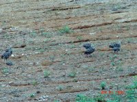 06Turkey21A.jpg