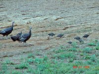 06Turkey23A.jpg