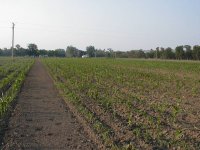 corn-cropped.JPG