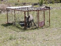 873029-Wild Hog 4-25-05 002.jpg