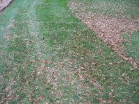 780094-Leaf photo.jpg