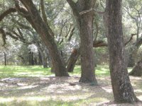 820096-IMG_0245.JPG
