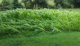CornDown1.jpg CornDown1.jpg