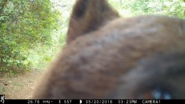 BearTrailEye.JPG