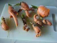 Carrotts.JPG