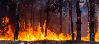 17-Biggest-Pros-and-Cons-of-Controlled-Forest-Fires.png