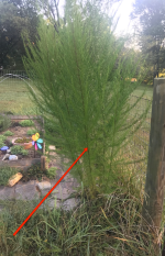 plant.png