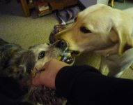 Jack and Sunny Tug.jpg