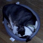 Riley cat bed.jpg