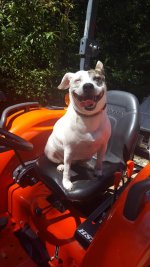 PuppyOnTractor.jpeg