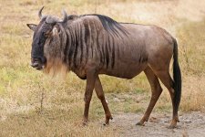 Blue Wildebeest.jpg