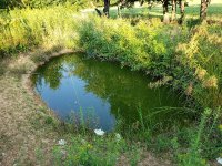 pond-1.jpg
