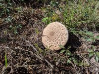 mushroom.jpg