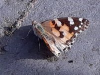 Painted lady.jpg