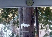 whitesquirle050.jpg