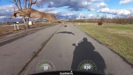 FJR_Deer_2.jpg