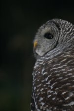owl.JPG