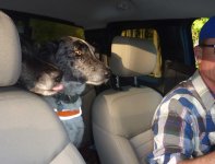 muttsintruck.jpg