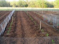862745-SquashPepperTomatoOnionMelon.jpg