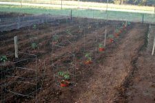 862749-tomatosets.jpg