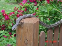 874892-Snake 2 (600 x 450).jpg