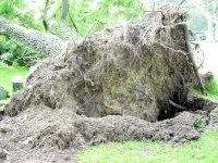 Walnut Tree4.jpg