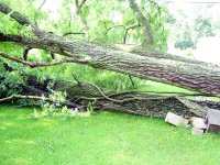Walnut Tree2.jpg