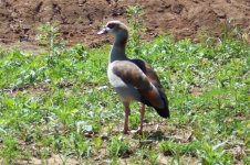875309-Egyptian Goose, Apr 06 030 (Small).jpg