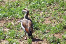 875312-Egyptian Goose, Apr 06 034 (Small).jpg