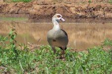 875314-Egyptian Goose, Apr 06 036 (Small).jpg