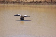 875315-Egyptian Goose, Apr 06 041 (Small).jpg