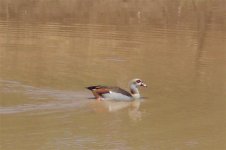 875317-Egyptian Goose, Apr 06 043 (Small).jpg