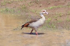 875322-Egyptian Goose, Apr 06 053 (Small).jpg