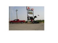 Towing a big cow 004.JPG
