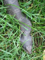 876084-Snake1.jpg