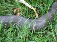 876090-Snake3.jpg
