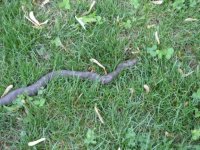 876092-Snake4.jpg