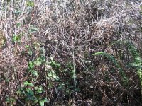 822928-20 plus years of brush.jpg