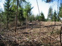 822929-After the brush cutter.jpg
